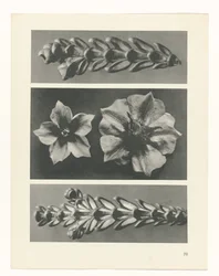 Étude de plante (Urformen der Kunst)