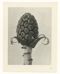 Étude de plante (Urformen der Kunst)