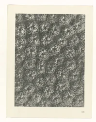 Étude de plante (Urformen der Kunst)