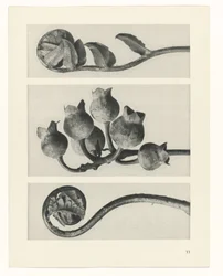 Étude de plante (Urformen der Kunst)