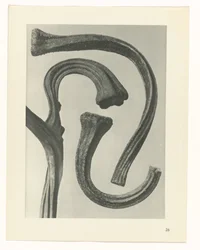 Étude de plante (Urformen der Kunst)