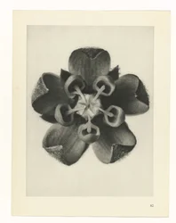 Étude de plante (Urformen der Kunst)