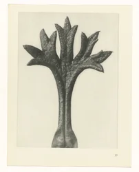 Étude de plante (Urformen der Kunst)