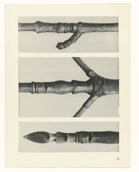 Étude de plante (Urformen der Kunst)