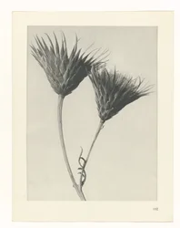 Étude de plante (Urformen der Kunst)