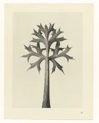 Étude de plante (Urformen der Kunst)