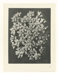 Étude de plante (Urformen der Kunst)