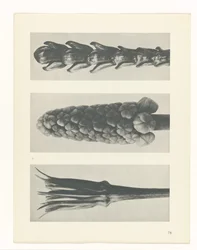 Étude de plante (Urformen der Kunst)