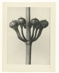 Étude de plante (Urformen der Kunst)
