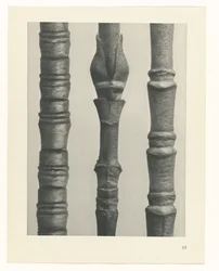 Étude de plante (Urformen der Kunst)