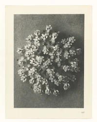 Étude de plante (Urformen der Kunst)