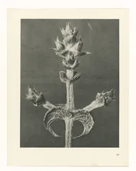 Étude de plante (Urformen der Kunst)