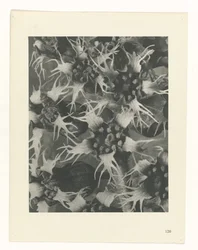 Étude de plante (Urformen der Kunst)