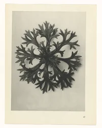 Étude de plante (Urformen der Kunst)
