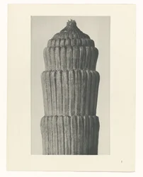 Étude de plante, Equisetum hiemale (Urformen der Kunst)