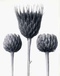 Serratula Nudicaulis (Scie commune à tige nue)