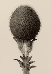 [Plante bulbeuse épineuse]