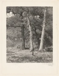 Une clairière forestière