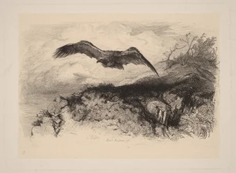Aigle en vol