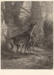 Biche et faon