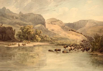 Buffles et élans sur le haut Missouri