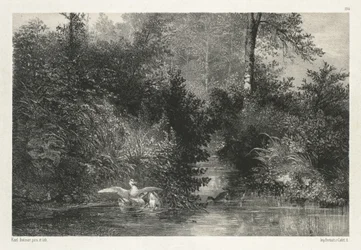 Canards
