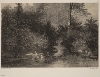 Canards