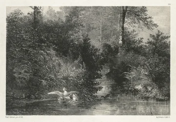 Canards