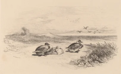 Canards sauvages
