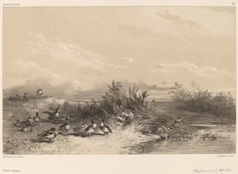 Canards sauvages