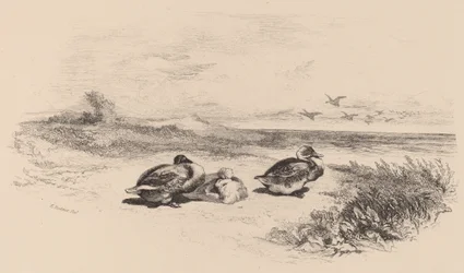 Canards sauvages