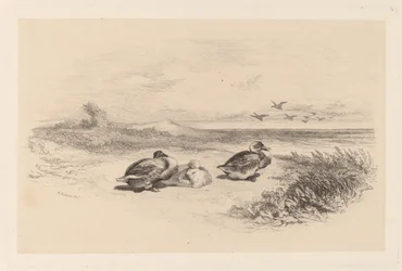 Canards sauvages