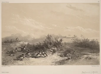 Canards sauvages