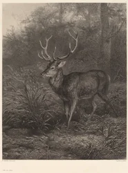 Cerf dix-cors