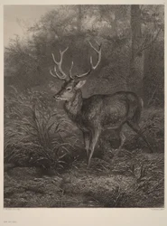 Cerf dix-cors