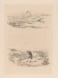 Cygne, héron