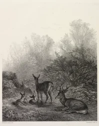 Cerf au Repos