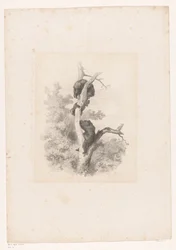 Trois ours dans un arbre