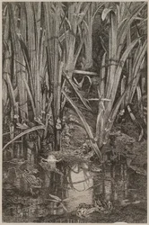 Grenouilles dans le marais