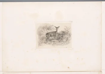 Biche dans la forêt
