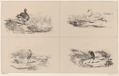 Oies, cygnes, hérons
