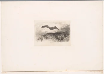 Aigle volant