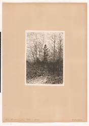 Paysage forestier