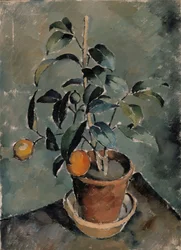 Orange Plant