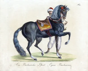 Un cheval de Barbarie (impression)