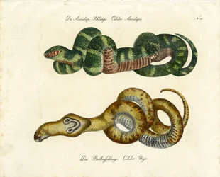 Serpent d
