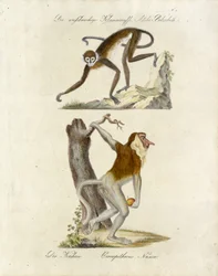 Singes africains (impression)