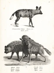 Chien sauvage africain, Lycaon pictus, en danger, hyène tachetée, Crocuta crocuta, et hyène rayée, Hyaena hyaena. Lithographie de Karl Joseph Brodtmann d