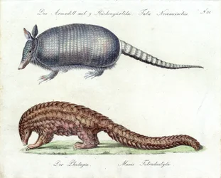 Tatou et pangolin (impression)