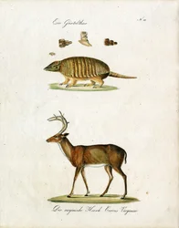 Tatou et cerf de Virginie (impression)